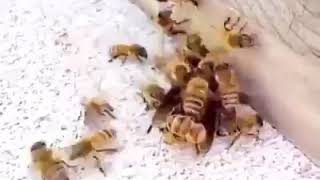 FIGHT BACK NIGGA (but bees)
