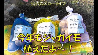 【家庭菜園】今年もジャガイモ植えたよ～！50代のスローライフ、猫と自由人