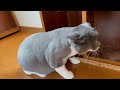 伊達政美、床屋へ行く！【cat groomers】