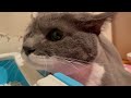 伊達政美、床屋へ行く！【cat groomers】