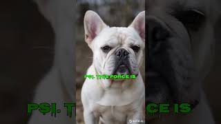 French Bulldog’s Incredible Bite Force! | Amazing Dog Strength for USA Pet Lovers