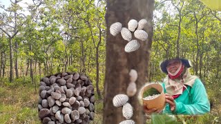 ป้าด!!มีแต่ใข่ใหญ่🌳เลาะเก็บใข่จัดจั่นหมานๆจ้า