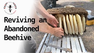 How to revive an abandoned beehive.