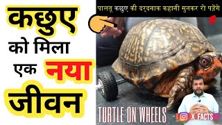 कछुए को मिला एक नया जीवन | Pedro the Turtle On Wheels | X Facts | Amazing Facts #shorts