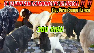 300 RIBU CEMPE BETINA ‼️ JUAL KAMBING PE KALIGESING JANTAN HARGA TERBARU