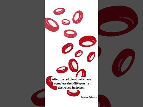 What organ helps regulate the red blood count in your body?