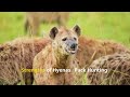 leopard vs hyena war between african predators speed and agility vs strong jaw and bite force