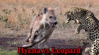 Leopard vs Hyena ! War between African predators ! Speed and Agility vs Strong jaw and bite force