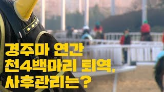 경주마 연간 천4백마리 퇴역…사후관리 안 돼