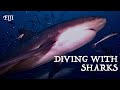 Scuba diving with dozens of scary sharks in South Pacific