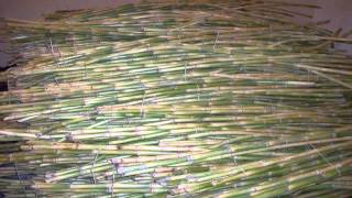 fresh sugarcane stems suppliers in egypt,fresh sugar cane stalks for juice suppliers