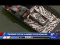 TVA wants to place barriers to stop Asian carp