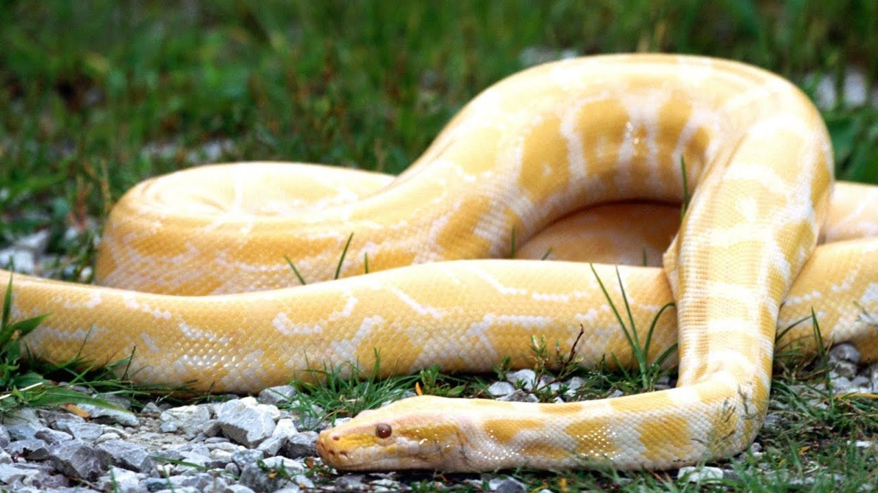 Golden Thai Python 4k Resolution Video Cutebabyanimals Youtube