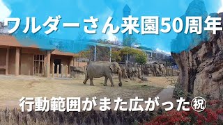 ワルダーさん来園50周年㊗️ 行動範囲がまた広がりました！アジアゾウ　ぞう　かしこいぞうさん　東山動物園