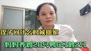 第569集，侄子问什么时候回家，奶奶养鸡鸭鹅一起28只，等我回家