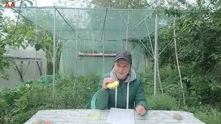 Labeling of tomato varieties. Association of plants. Good neighbors, bad neighbors. Soil mulching