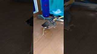 നമ്മുടെ മൈന #updates video #malayalam #pet #shortsvideo