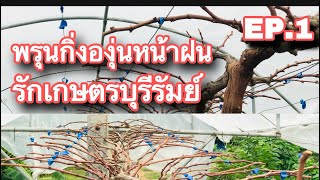 EP.1 พรุนกิ่งองุ่น เพื่อให้ออกดอก | องุ่นบุรีรัมย์ #รักเกษตรบุรีรัมย์ #องุ่น #องุ่นบุรีรัมย์