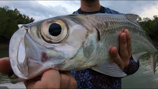 Dropping baits \u0026 flicking plastics for a Darwin Harbour mixed bag