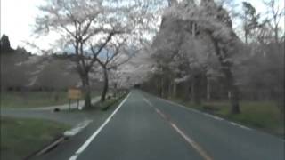 2016 04 06 富士山スカイライン 県道180号　山宮付近　桜並木