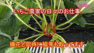 摘花と同時に脇芽も取ってます　いちご農家の日々のお仕事　＃１０６７