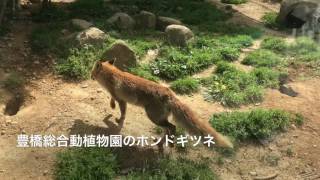 豊橋総合動植物園(のんほいパーク)　ホンドギツネ、ホッキョクグマ