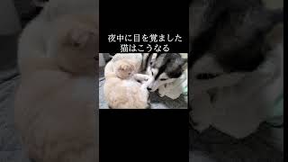 夜中に目を覚ました猫はこうなる...#shorts