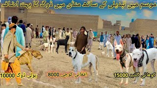 Sardi Aty He Dogs 🐕 Market Mai Dogs Ka Izafa 😍 Date 19-11-2023 | Pk Animals vlog
