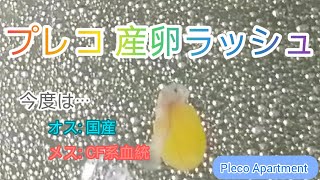 【プレコマンション】20230516 産卵ラッシュ【アクアリウム】