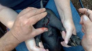 How to castrate boar piglets