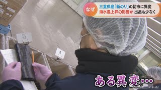 三重県産「新のり」の初市に異変　去年は生産量が過去最低に　ことしの出品量は少し回復も…