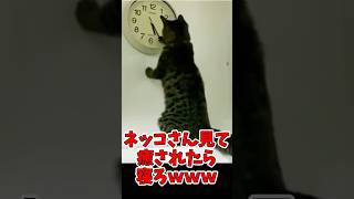 ネッコさん見て癒されたら寝ろ　#猫 #ねこ