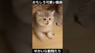 おもしろ可愛い猫と犬　ゆかいな動物たち　funny \u0026 cute cats , dogs and animals　#shorts