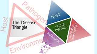 Factors Responsible for Plant Disease Epidemics #diseasetriangle #plantpathology