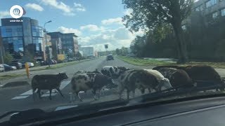 Schapen nemen de benen | Woerden.TV