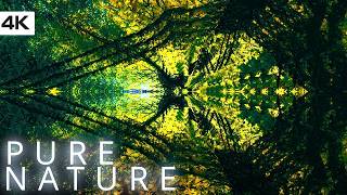 Floating Through Tree Dimensions |1h+ Trippy Nature Visuals 4K