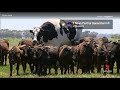 totally texas giant australian cow goes viral