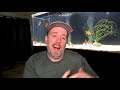 platy fish care guide aka my favorite livebearer for beginners