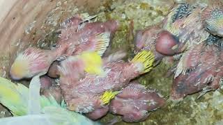 rainbow budgies parrots 1 pair 8 baby |Australian parrots cage by cage breeding progress