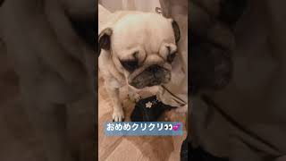 パグ専門カフェに来た🐶💕 Pug dogs are cute!💓