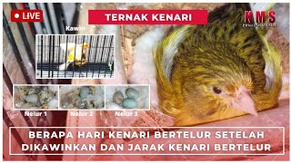 BERAPA HARI KENARI BERTELUR SETELAH DIKAWINKAN ???