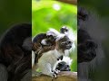 Cotton Top Tamarin Family #shorts #short