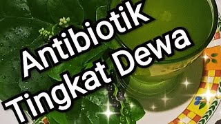 Daun binahong.Antibiotik alami.