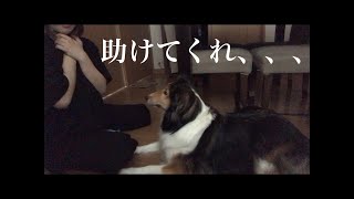 もしも飼い主が突然倒れたら………