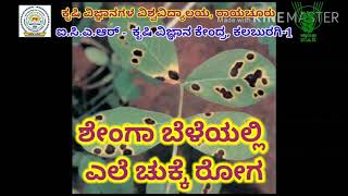 ICAR-KVK Kalaburagi-I#Leaf spot disease in Groundnut / ಶೇಂಗಾ ಬೆಳೆಯಲ್ಲಿ ಎಲೆ ಚುಕ್ಕೆ ರೋಗ