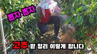 고추 밭 정리 방법 | picking pepper trees like chimpanzee