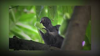 Seychelles Black Parrot