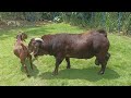 The Best Red Boer and Red Kalahari goat farm in village | Boer Goat Farm