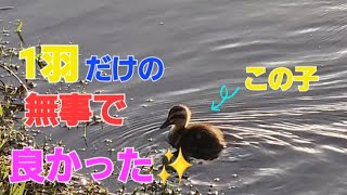 武蔵野の森公園1羽だけの子ガモ池に行ってみたら…無事でした✨【ひーちゃんチャンネル🐢】#shorts #自然観察ぶらり散歩 #アウトドア #都内の川#野鳥 #カルガモ親子