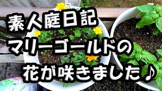 庭日記　マリーゴールドの花が咲きました♪